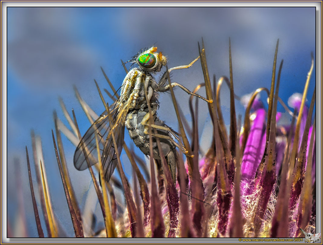 Dolichopodidae sp